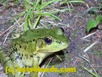 /home//u458753944/public_html/sourcegallery//Frogs/More bullfrogs/P8170143.JPG